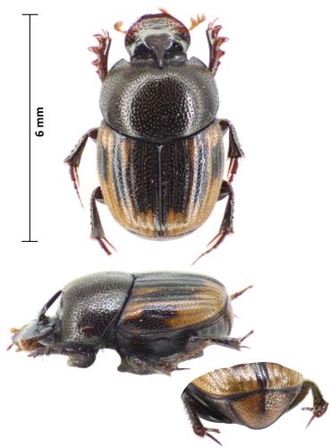 Onthophagus sellatus